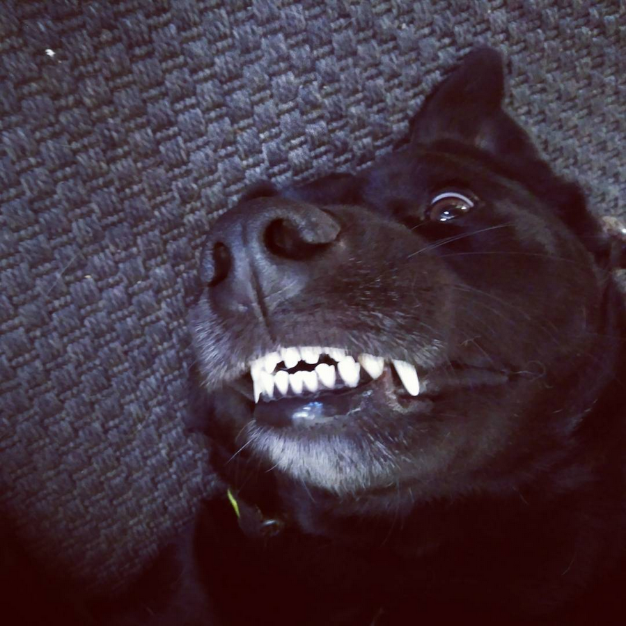 Animais de estimação